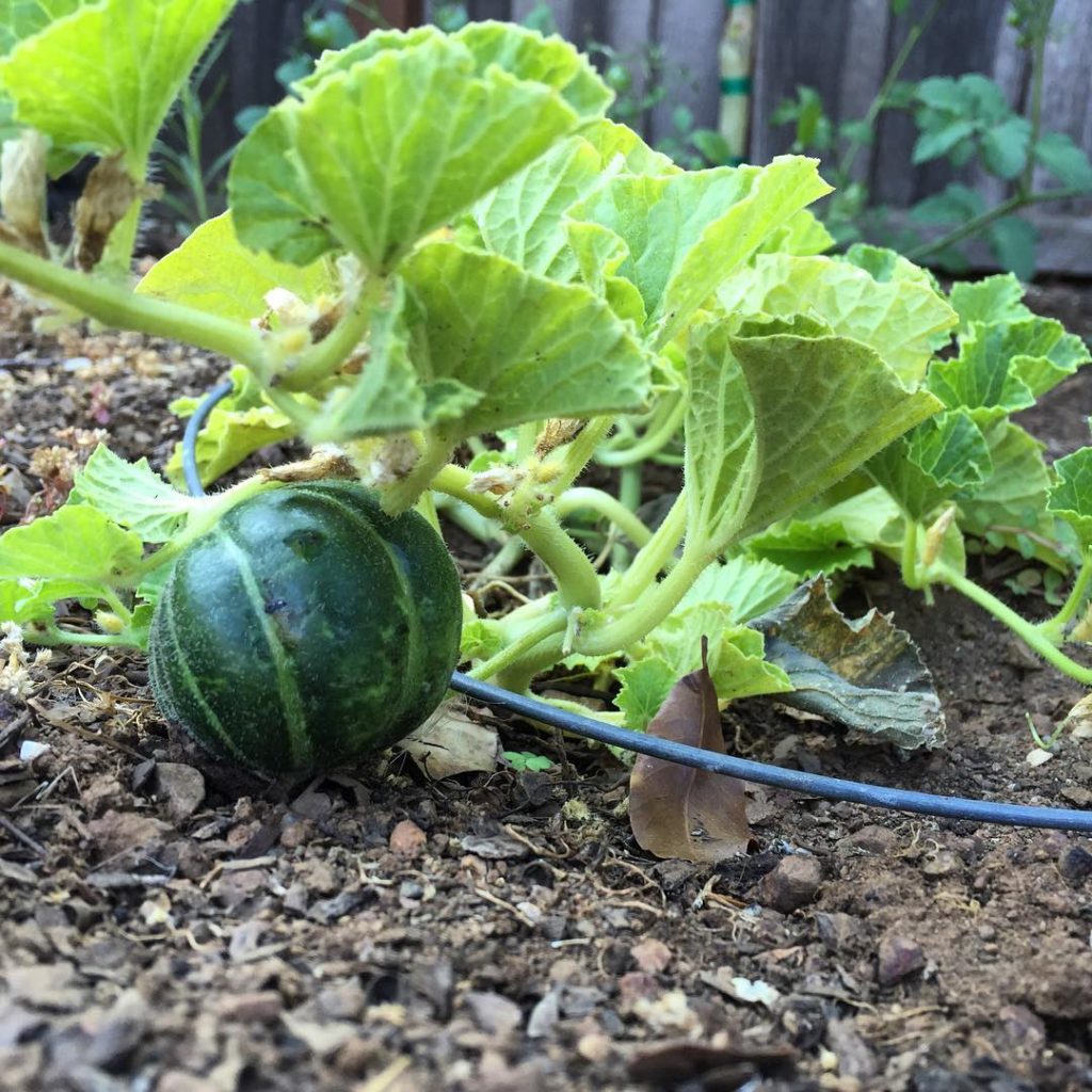 I was about to pull out this melon plant and call it a fail, when I noticed this little gem. Gardening is full of surprises and mystery, a good practice for someone like me who likes to have everything figured out. #mybackyardgarden #mybackyard #organic #greenthumb #growyourownfood #garden #gardening #growsomethinggreen #thehappygardeninglife #urbangarden #urbangardenersrepublic #melon