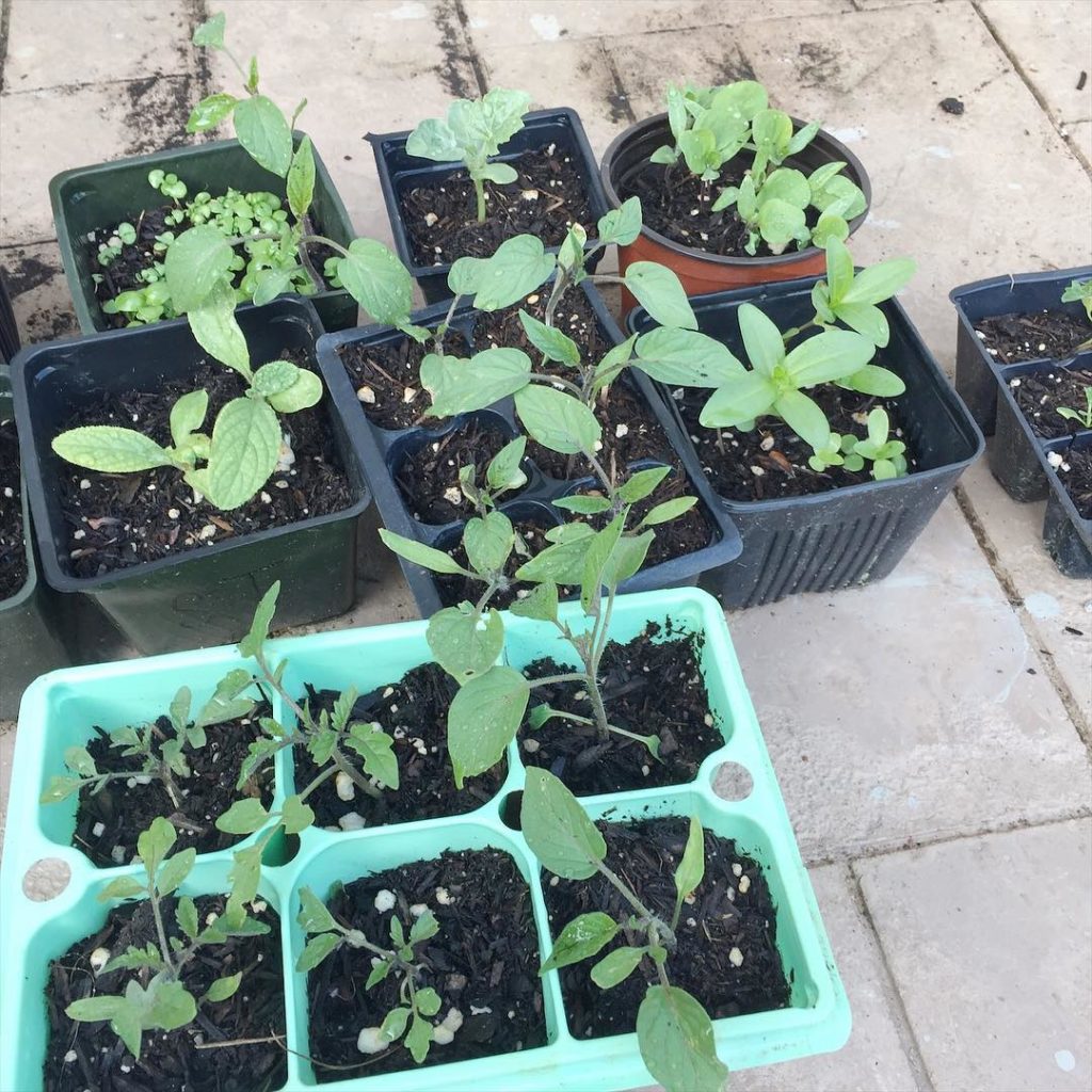 I was so excited to come back from a trip and find my seedlings alive and bigger, thanks to my kind neighbor! This and other quick takes on the blog today. Link in profile. #garden #gardening #seeds #growyourown #growyourownfood #organicgardening #kitchengarden #growsomethinggreen #thehappygardeninglife #urbangardenersrepublic
